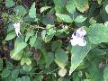 Swamp Leather Flower / Clematis crispa